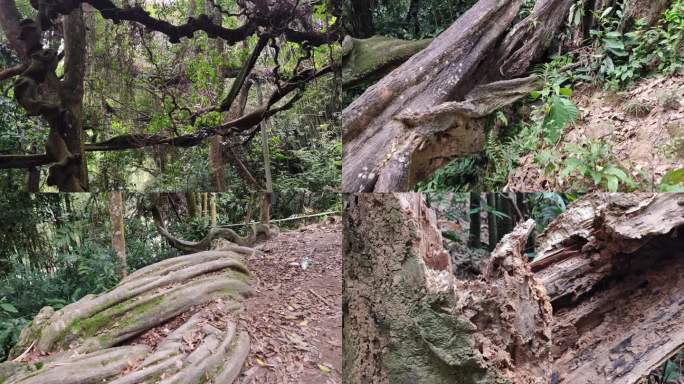 原始森林老枯树 千年古树倒 古树木奇藤