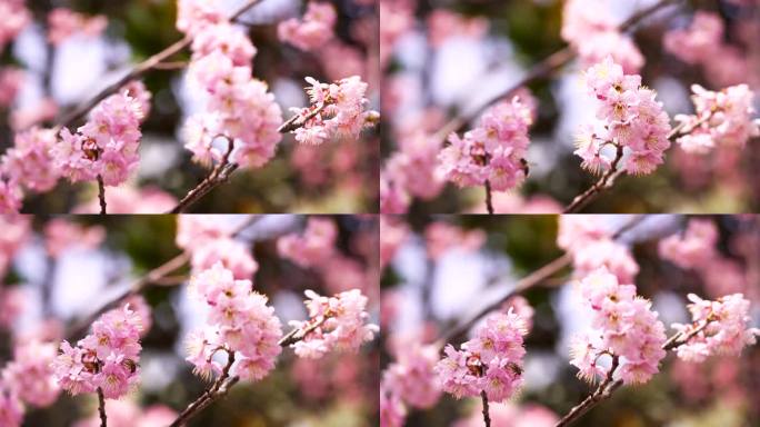 春暖花开繁花似锦，春天盛开的粉色樱花特写
