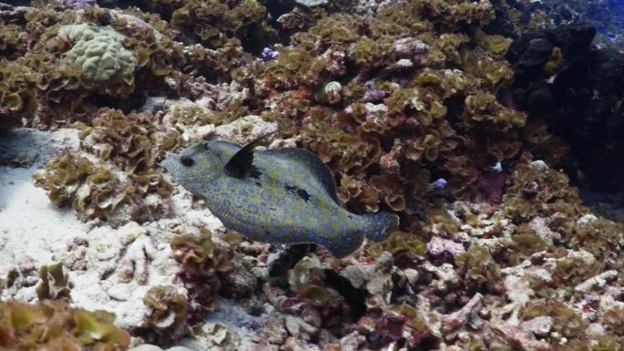 在南太平洋中部法属波利尼西亚的法卡拉瓦礁环礁上游泳的孔雀比目鱼