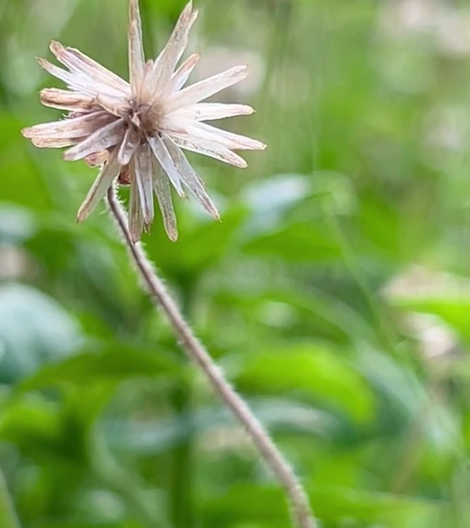 白色的雏菊正在凋谢，花瓣落在地上