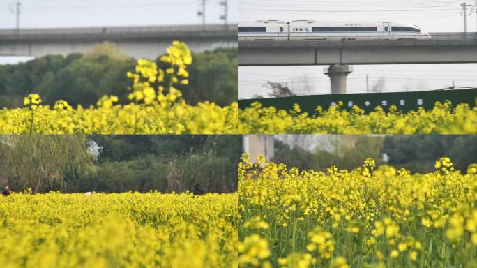 高铁 油菜花海 杭州 艺尚小镇 长焦