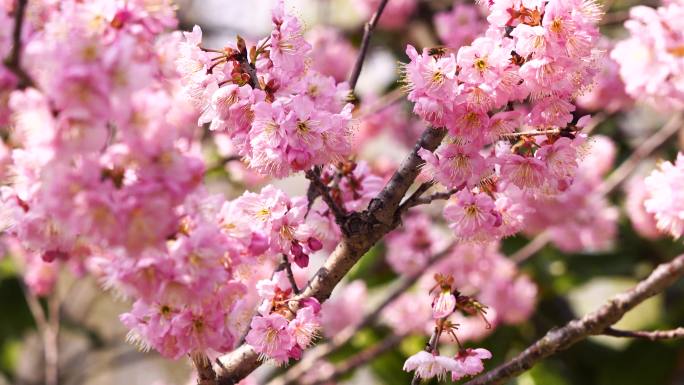 春回大地繁花似锦，春天盛开的樱花和的蜜蜂