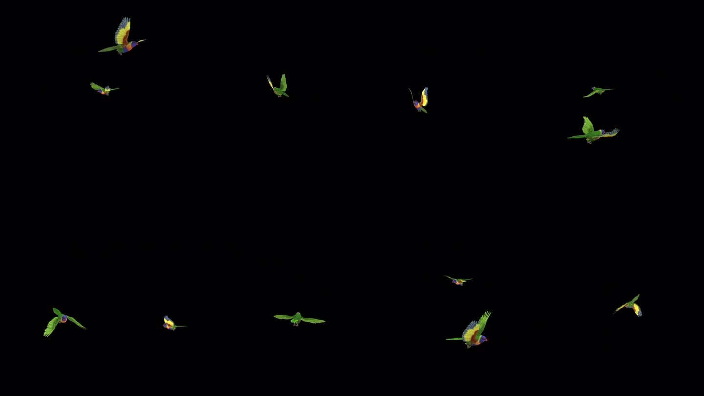 澳大利亚彩色鹦鹉鸟-彩虹吸蜜鹦鹉-三只飞来飞去-透明的环