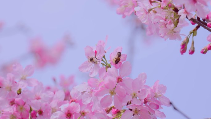 4k春天唯美樱花蜜蜂采蜜