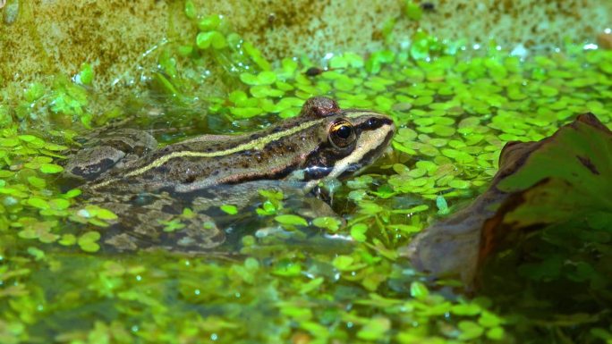 沼泽蛙(Pelophylax ridibundus)，蛙在水中浮萍之间