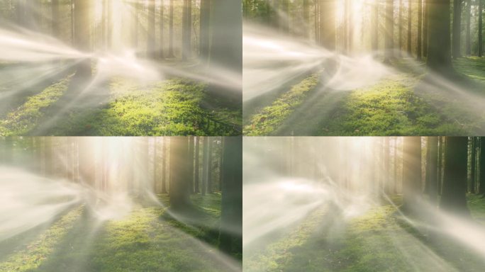 幻想雾光运动在阳光明媚的美丽森林景观。