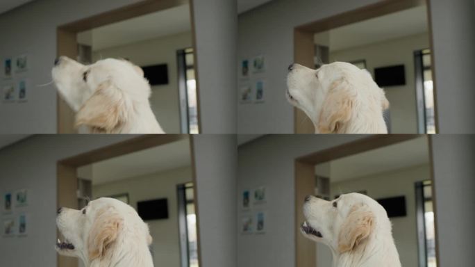 一只可爱的金毛猎犬在运动中熟练地捕捉食物