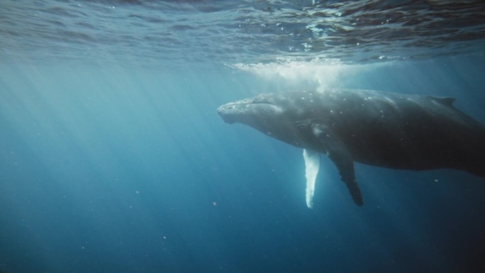 Humpback whale raises head up to surface as deep o