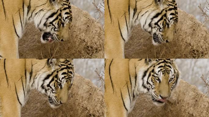 老虎近距离转头慢动作动物