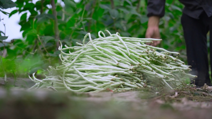 农业豇豆种植