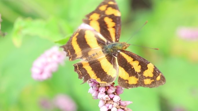 一只花上的虎纹豹纹蝴蝶