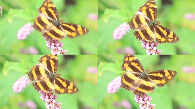 一只花上的虎纹豹纹蝴蝶