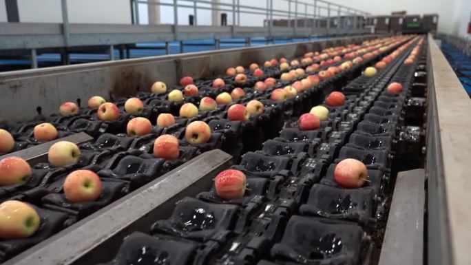 在包装工厂的自动分拣传送带上的苹果