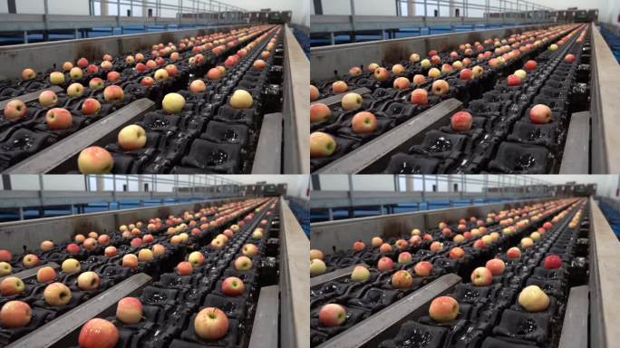 在包装工厂的自动分拣传送带上的苹果