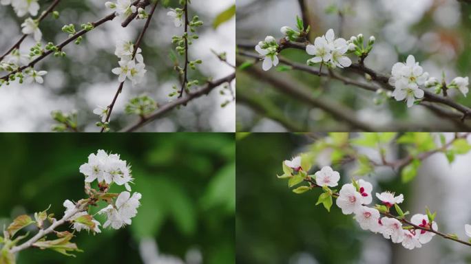 樱花  春天  花  梨花