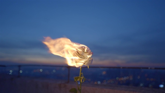 玫瑰 火焰 爱情 燃烧