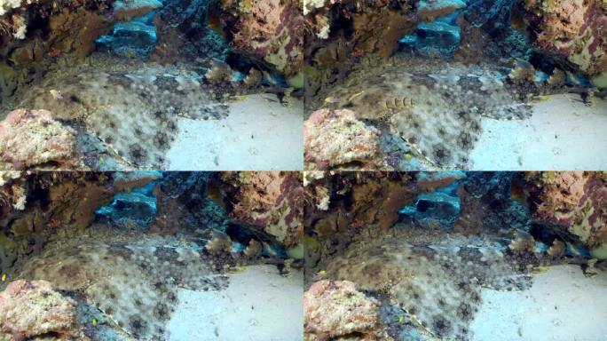 水下珊瑚礁有五颜六色的热带鱼和地毯鲨鱼-斑纹须。美丽的活珊瑚花园和许多鱼在清澈透明的蓝色海洋中游泳和