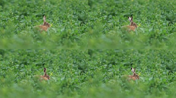 欧洲德国图林根州埃尔福特，一只欧洲野兔(Lepus europaeus)早晨漫步在油菜籽地里