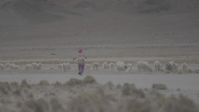 4K藏族牧民放羊-原素材可调色