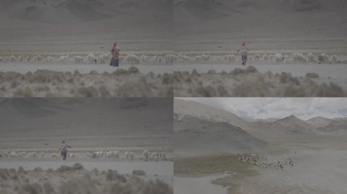 4K藏族牧民放羊-原素材可调色