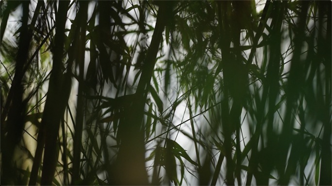 竹子 熊猫吃的竹子 竹叶 竹