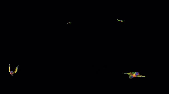 澳大利亚彩色鹦鹉鸟-彩虹鹦鹉-侧视图CU -飞行环
