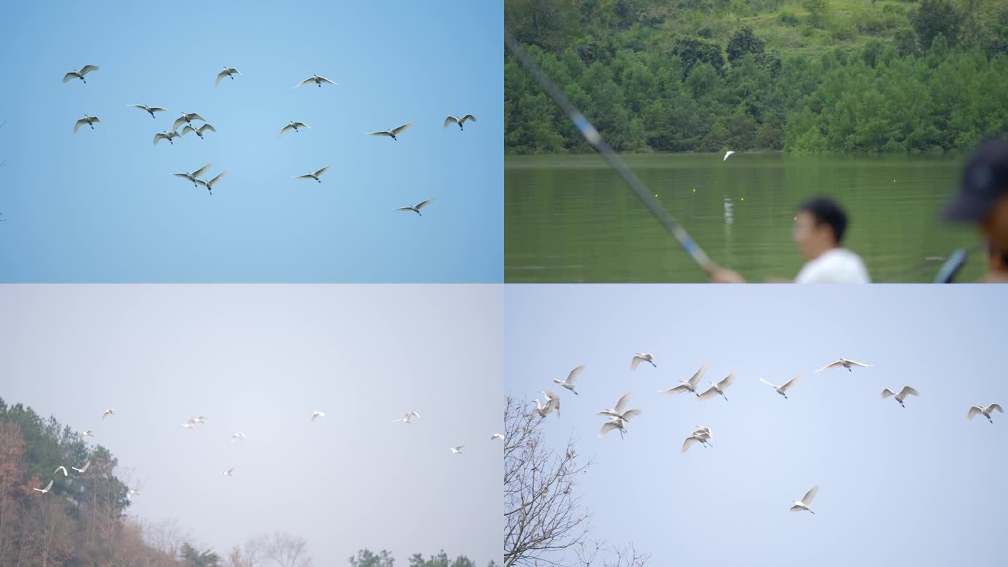 鸟 苍鹭 飞翔的鸟  生态 环保 自然