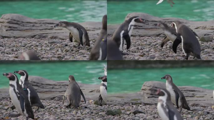 在动物园里，小洪堡企鹅宝宝被贴上标签的蜂群包围着，正在喂鱼