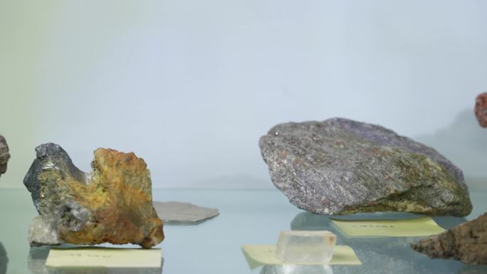化石 动物化石 石板 自然 科学