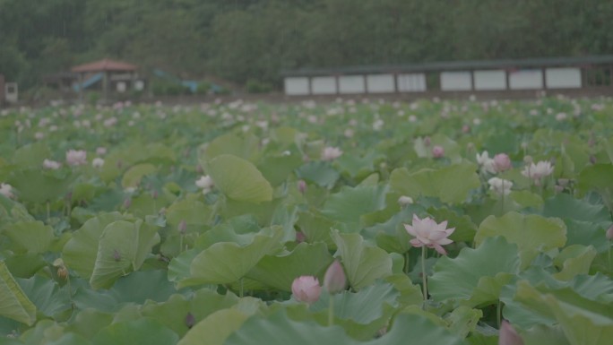 莲花荷花田，荷花盛开原格式视频