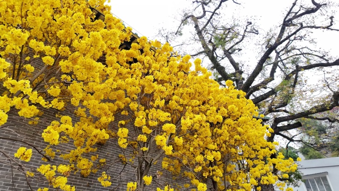 中国广东省广州市越秀区光孝路黄花风铃