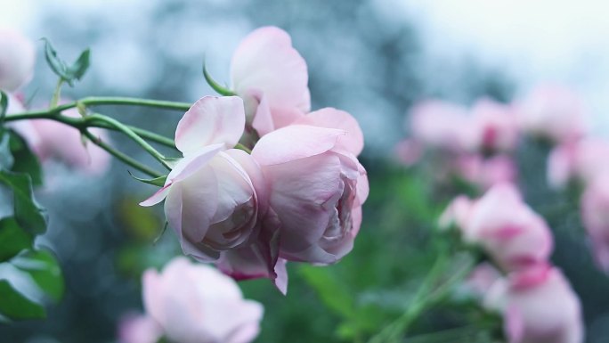 粉红色月季花 红色月季花 1950