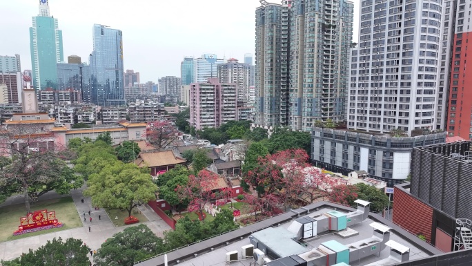 中国广东省广州市越秀区农讲所木棉花