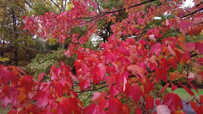 秋天的森林小径。秋天的城市公园里桔黄色的树，红褐色的枫叶
