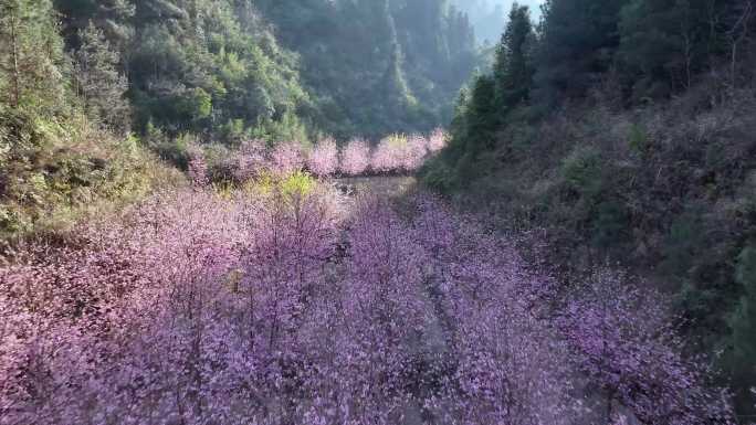 樱花油菜花桃花早樱花海