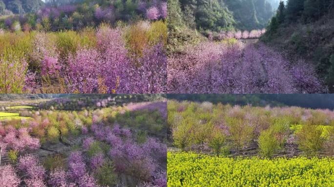 樱花油菜花桃花早樱花海