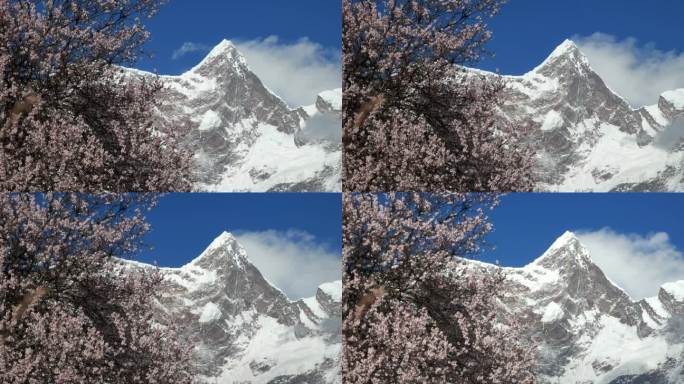 西藏林芝索松村桃花