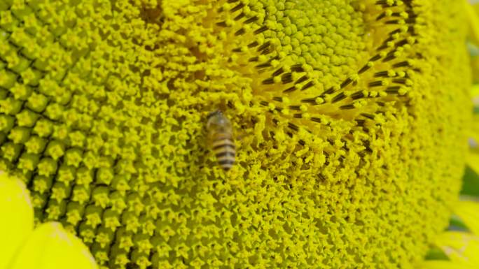 向日葵花田花朵细节特写蜜蜂采蜜治愈系风景