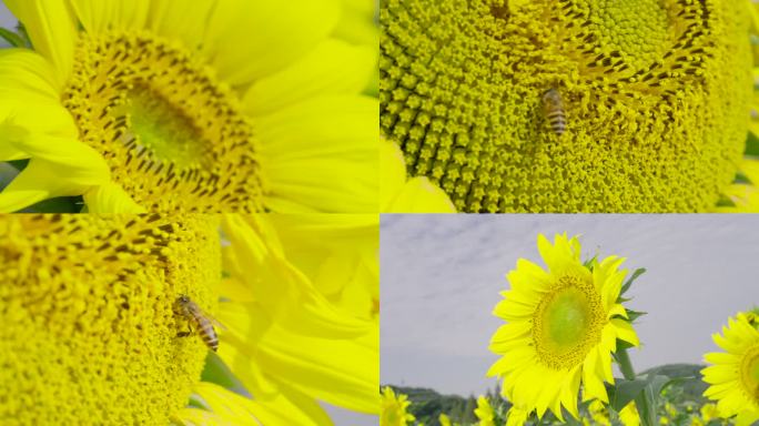 向日葵花田花朵细节特写蜜蜂采蜜治愈系风景