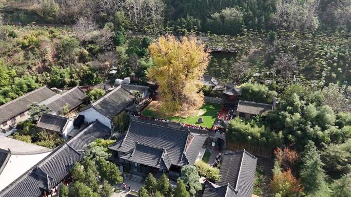 西安古观音禅寺银杏树