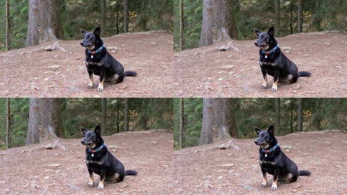 在森林的模糊背景上，一只戴着项圈的迷路黑狗的肖像