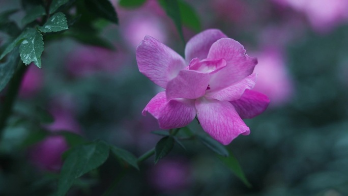 粉红色月季花 草莓冰山月季花 1853