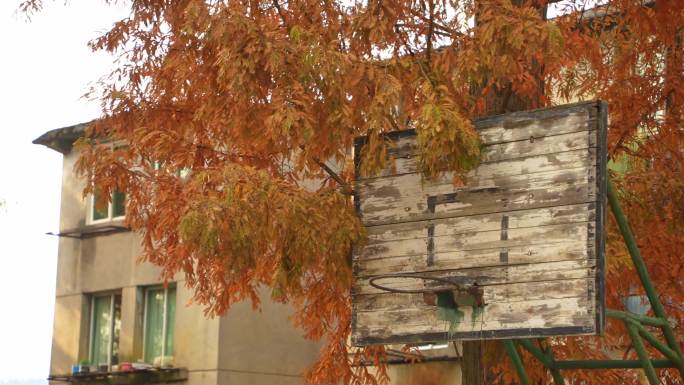 秋天水杉树下的旧篮球架