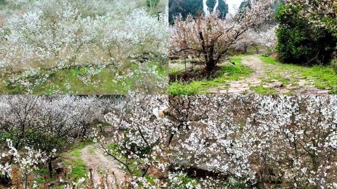 樱花 樱花树 春天里的樱花