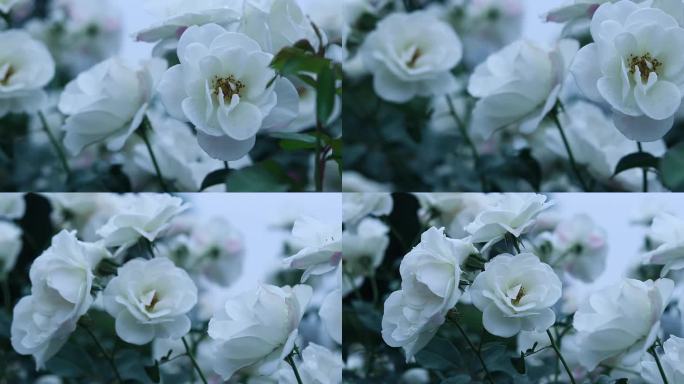 白色月季花 1868