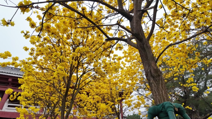 中国广东省广州市越秀区光孝路黄花风铃