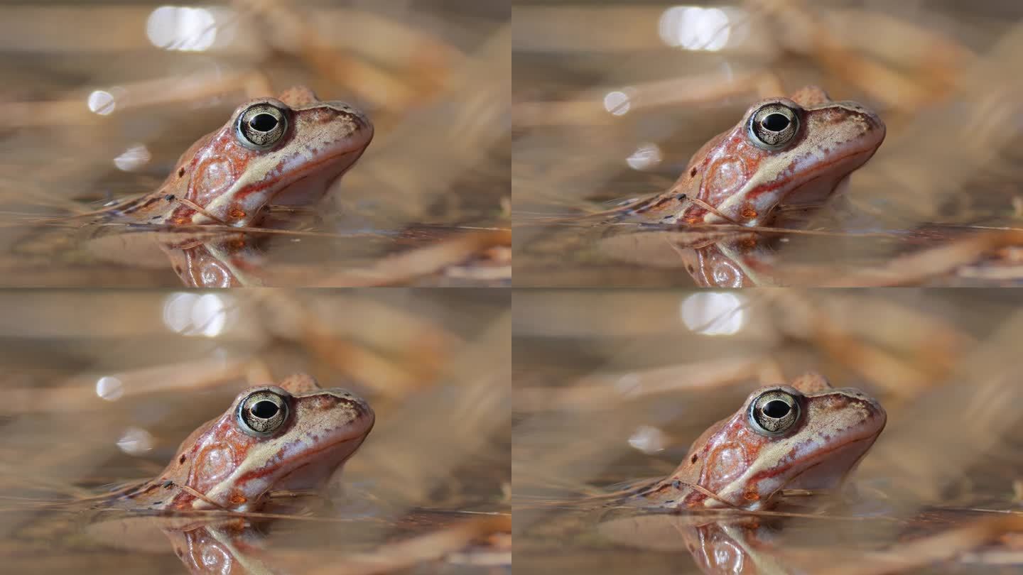 池塘里的棕色青蛙特写。