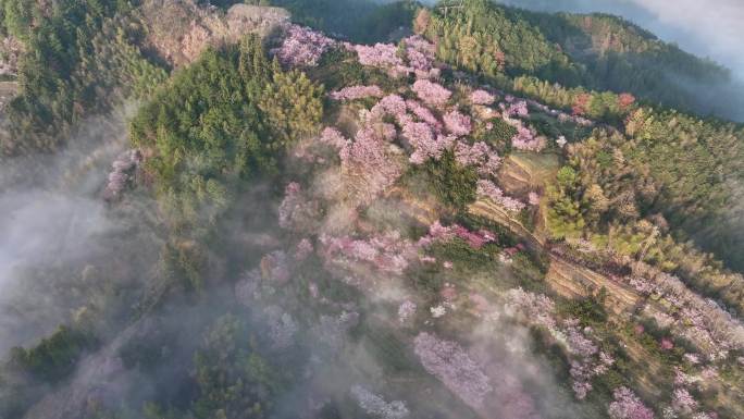 航拍卖花渔村春天山花盛开时云海升腾