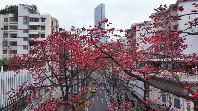 中国广东省广州市越秀区烈士陵园木棉花