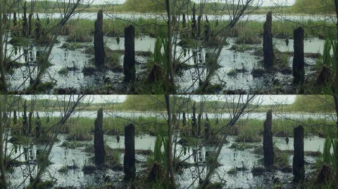 沼泽里的老树桩。